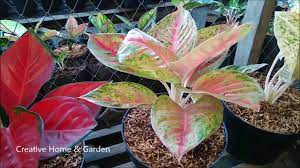 Aglaonema Collection Update My Friend Big Aglaonema Collections Tanaman