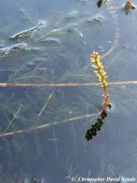 Image result for Myriophyllum spicatum