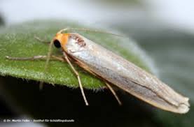 Schmetterlinge sind unglaublich schöne und raffinierte insekten. Das Weissgraue Flechtenbarchen Ein Neuer Schadling Im Urbanen Bereich Institut Fur Schadlingskunde