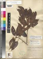 Image result for Nesogordonia