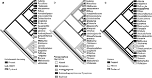 Image result for Schlechterina mitostemmatoides