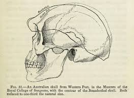 Feldhofer plays for the austria national team in pro evolution soccer 5. The Feldhofer Skull Compared To An Australian In Thomas Henry Huxley S Download Scientific Diagram