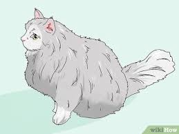 I am looking to rescue, adopt or rehome a cat or kitten that is close to hypoallergenic. How To Identify A Siberian Cat 9 Steps With Pictures Wikihow