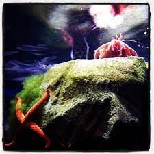 einsiedlerkrebs und seestern sea life munchen einsiedlerkrebs seestern bilder finden