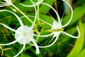 List of names of flowers in marathi. Spider Lily Crinum Asiaticum Uses Research Remedies Medicines Easy Ayurveda