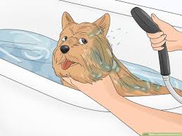 Купить норвич и керн терьера. 3 Ways To Groom A Norwich Terrier Wikihow