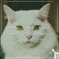 Pin On Animals Names Males Females And Young