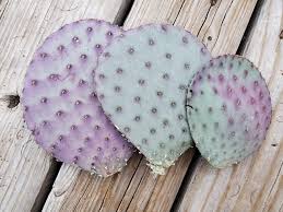When these cactus plants mature, they produce attractive red, orange or yellow flowers that can become edible prickly pear fruits on larger plants. Purple Santa Rita Prickly Pear Cuttings From My Cactus Farm Native To Southern Arizona Mexico Proplifting