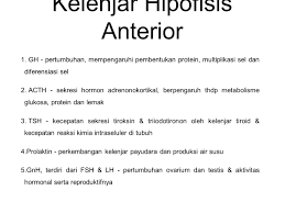 Hipofisis disebut juga master of glands karena hipofisis dapat menyekresikan hormon yang dapat namun, kelenjar hipofisis juga dipengaruhi oleh hipotalamus. Kelenjar Pituitari Hipofisis Kelenjar Pituitari Hipofisis Disebut Sebagai Master Gland Menghasilkan Hormon Hormon Yang Mempengaruhi Kerja Hormon Ppt Download