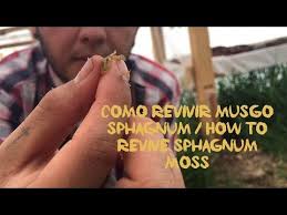 Image result for chilean sphagnum moss