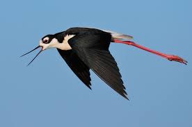 Black Birds In California California Bird Photography Black Necked Stilts And Stiltlets Bird Photography Bird Of Paradise Yoga Black Neck