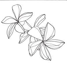 Line Drawing Flowers Plumeria Flower Line Drawings Flower Drawing Leaf Illustration