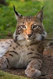 Lodjur (vanligen kallat lo) (lynx lynx) är ett kattdjur som förekommer i europa och asien. Lodjur Wikipedia
