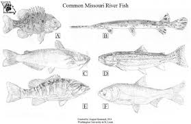Common River Fish Of Missouri Missouris Natural Heritage