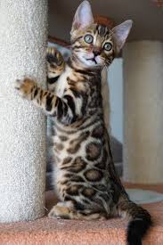 Oct 03, 2019 · kittens will probably never grow again at the remarkable rate they accomplish during this period, and seeing the changes in their development from week to week is an incredible experience. Pin On Bengal Cats