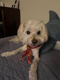 This is the hardest post I've ever had to make. I lost my best friend,  Bella (15), tonight. : r/OldManDog