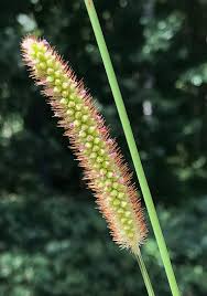 Image result for Setaria pumila