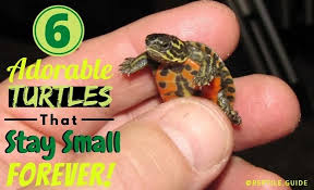 Sea turtles, tortoises, and leatherback turtles? 6 Irresistibly Cute Pet Turtles That Stay Small Forever With Pictures