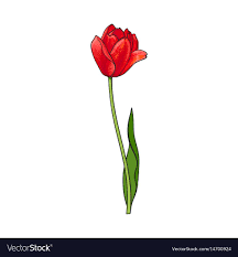 Hand Drawn Of Side View Red Open Tulip Flower Sketch Style Vector Illustration Isolated On White Background Realistic Hand Dr Flower Vector Tulips Red Tulips