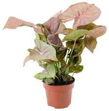 Image result for Syngonium podophyllum