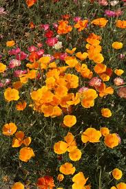 Image result for Eschscholzia
