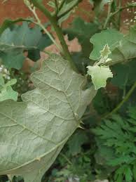 Image result for Solanum anguivi