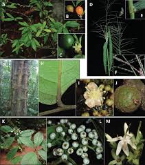 Image result for Leptochloa coerulescens