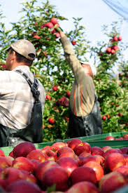 Sind sie jetzt schon reif? Apfelernte Am Bodensee Eine Knackige Versuchung Gruss Gott