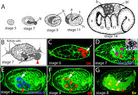 Image result for Buchnera