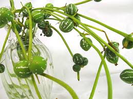 Image result for Diplocyclos