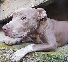 They are not a separate breed or specific bloodline. Blue Line Staff About Facebook