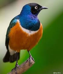 superbstarling majestic animals beautiful birds wild birds