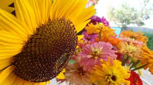 Las cruces' contemporary floral designers find their inspiration in the beauty of nature. Floriography Nm Localharvest