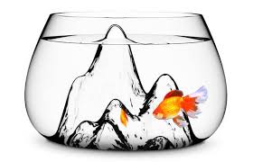 See full list on wikihow.com How To Take Care Of Fish Tank Comprehensive Maintenance Guide