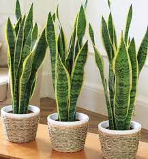 Plantas De Interior Para Purificar Los Ambientes Siendo Saludable Plantas Decoracion Plantas Plantas Para Decorar