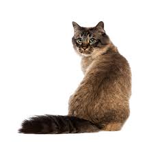 Affordable pet clinic, houston, tx. Home Cat Vet Clinic