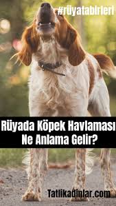 Ruyada Kopek Havlamasi Ne Anlama Gelir Ruyatabirleri Ruyayorumlari Tatlikadinlar Kopek Ruya Yorum