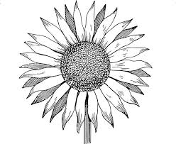 Sunflower hand drawing black and white vintage clip art isolated on white background. Vintage Sunflower Clipart Black And White Novocom Top