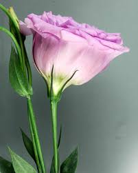 Image result for eustoma flamenco