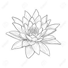 18 Water Lily Flower Drawing Flower Drawing Drawingpencilwiki Com In 2020 Water Lily Drawing Lilies Drawing Lotus Flower Tattoo Design