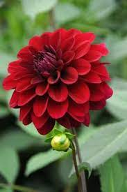 Karma Dahlia Tubers For Sale Online Amazing Flowers Morning Flowers Beautiful Flowers