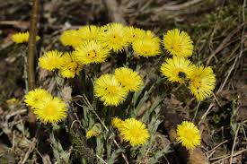 Coltsfoot (tussilago farfara) is a perennial plant that is native to europe and asia and later was introduced in north and south america. File Coltsfoot Tussilago Farfara 39528488260 Jpg Wikimedia Commons