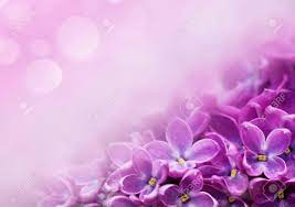 Blue violet flower, violet flower isolated, purple violet flower, common blue violet flower, african violet flower, violet flower white background, violet flower vector, violet flower illustration, violet flower icon, forest violet flower. Macro Image Of Spring Lilac Violet Flowers Abstract Soft Floral Stock Photo Picture And Royalty Free Image Image 53770343