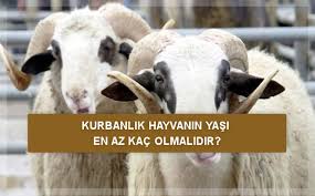 Kurbanlik Hayvanin Yasi En Az Kac Olmalidir Ismailaga Camiasi Resmi Internet Sitesi
