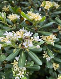 Image result for Pittosporum
