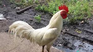 Kesaktian Ayam Jago Warga Psht Youtube