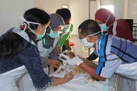 Klinik haiwan 24 jam near me. Feature Klinik Hewan 24 Jam Melayani Kucing Hingga Sapi Harianjogja Com