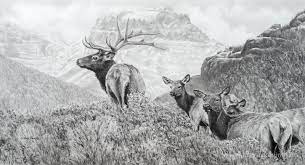 Bulls and cows combined has been roughly 20 . Before The Snow Flies Elk The Pencil Artwork Of Kevin Johnson