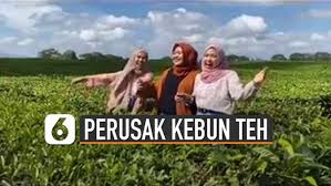 Pertama kita jemur dulu daunnya. Teh Gaharu Mahakarya Tangan Terampil Petani Tebo Jambi Regional Liputan6 Com