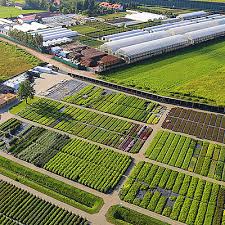 Brighterblooms.com has been visited by 10k+ users in the past month Home Clematis Zrodlo Dobrych Pnaczy